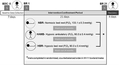 Bed Rest and Hypoxic Exposure Affect Sleep Architecture and Breathing Stability